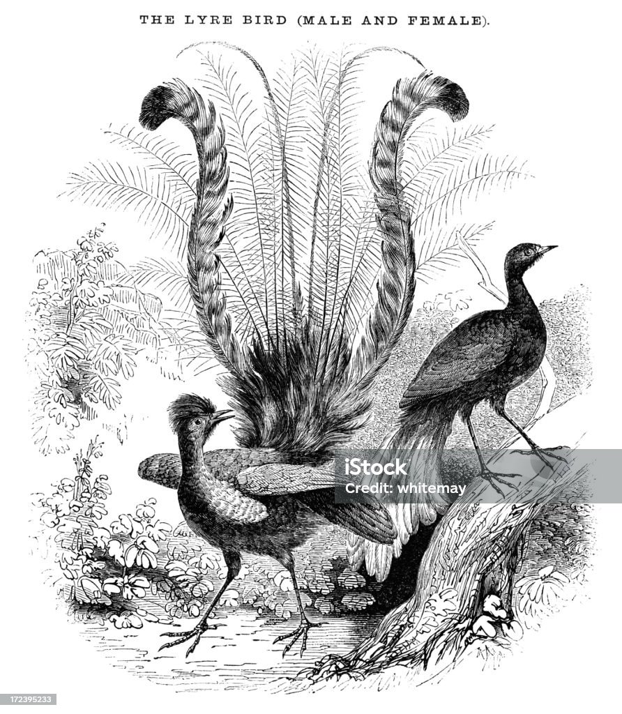 Kobieta i mężczyzna Lyrebirds (Victorian drzeworyt) - Zbiór ilustracji royalty-free (Australia)