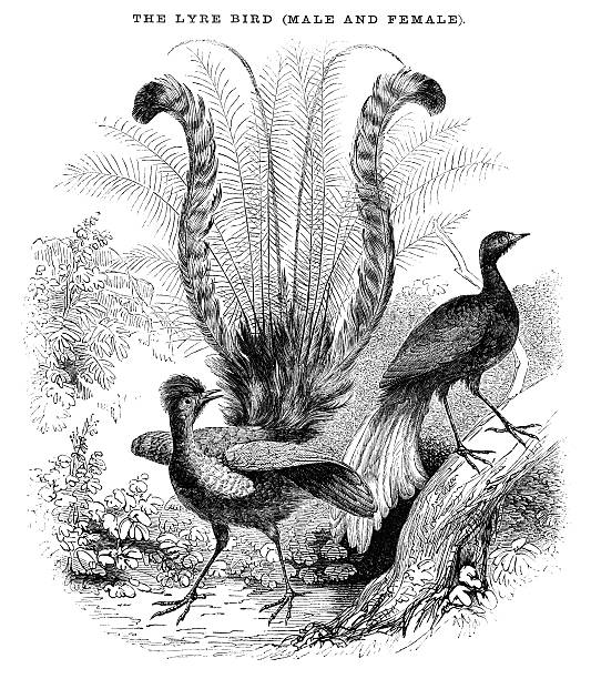 Male and female Lyrebirds (Victorian woodcut) Male and female Lyrebirds, with the male showing off his extravagant plumage. (She doesn’t look too impressed - perhaps there’s a better one over the hill!) Woodcut from “Pleasant Hours: A Monthly Journal of Home Reading and Sunday Teaching; Volume III” published by the Church of England’s National Society’s Depository, London, in 1863. menura novaehollandiae stock illustrations