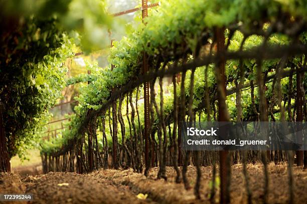 Foto de Estilo Italiano Trellised Vinhedo Curvada Sobre Hillside e mais fotos de stock de Caule