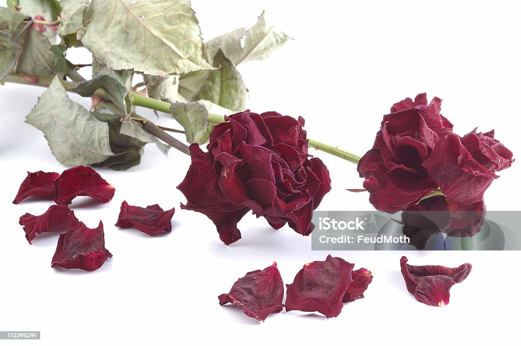 Rosas vermelhas murchas. Isolado a branco - Royalty-free Abstrato Foto de stock