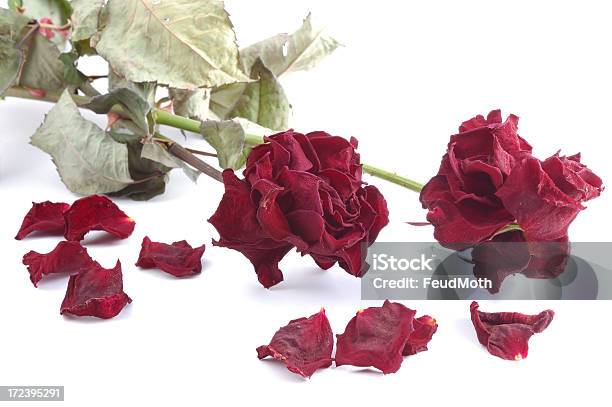 Rosas Vermelhas Murchas Isolado A Branco - Fotografias de stock e mais imagens de Abstrato - Abstrato, Branco, Cor verde