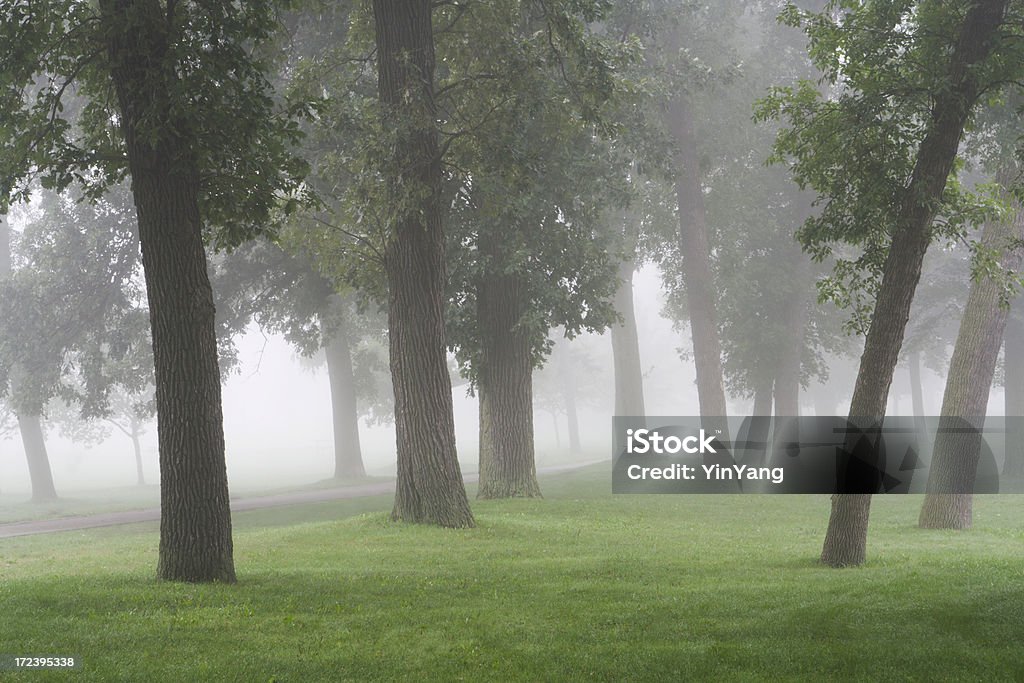 Brume matinale dans le parc - Photo de Arbre libre de droits