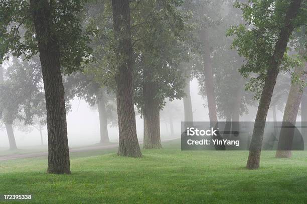 Névoa Da Manhã No Parque - Fotografias de stock e mais imagens de Ao Ar Livre - Ao Ar Livre, Cena de tranquilidade, Destino de Viagem