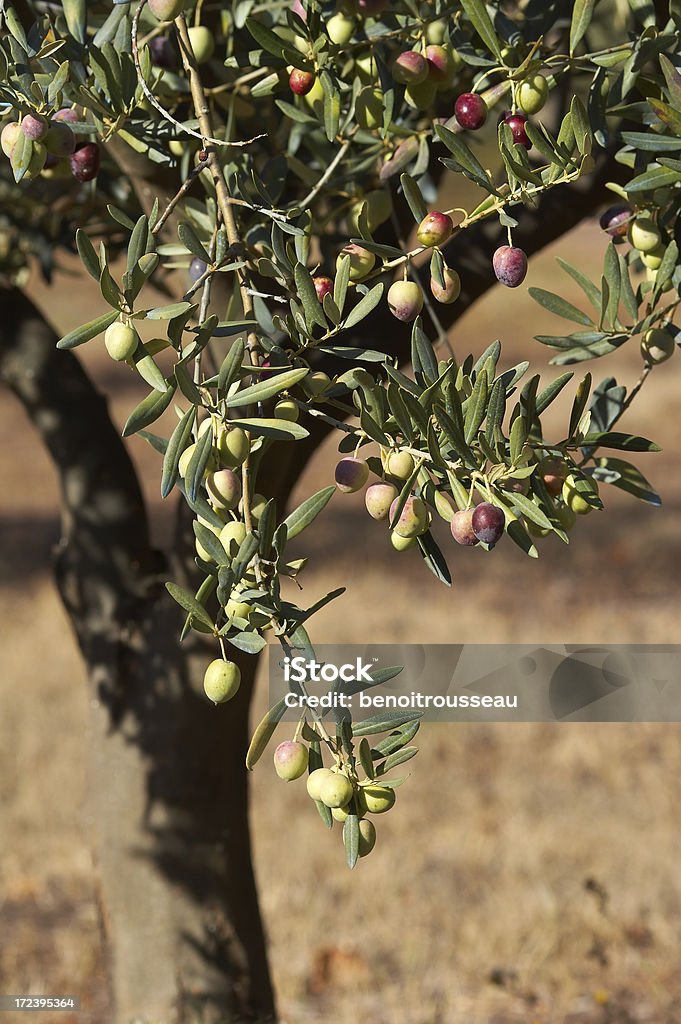 Оливковое дерево - Стоковые фото Дерево роялти-фри