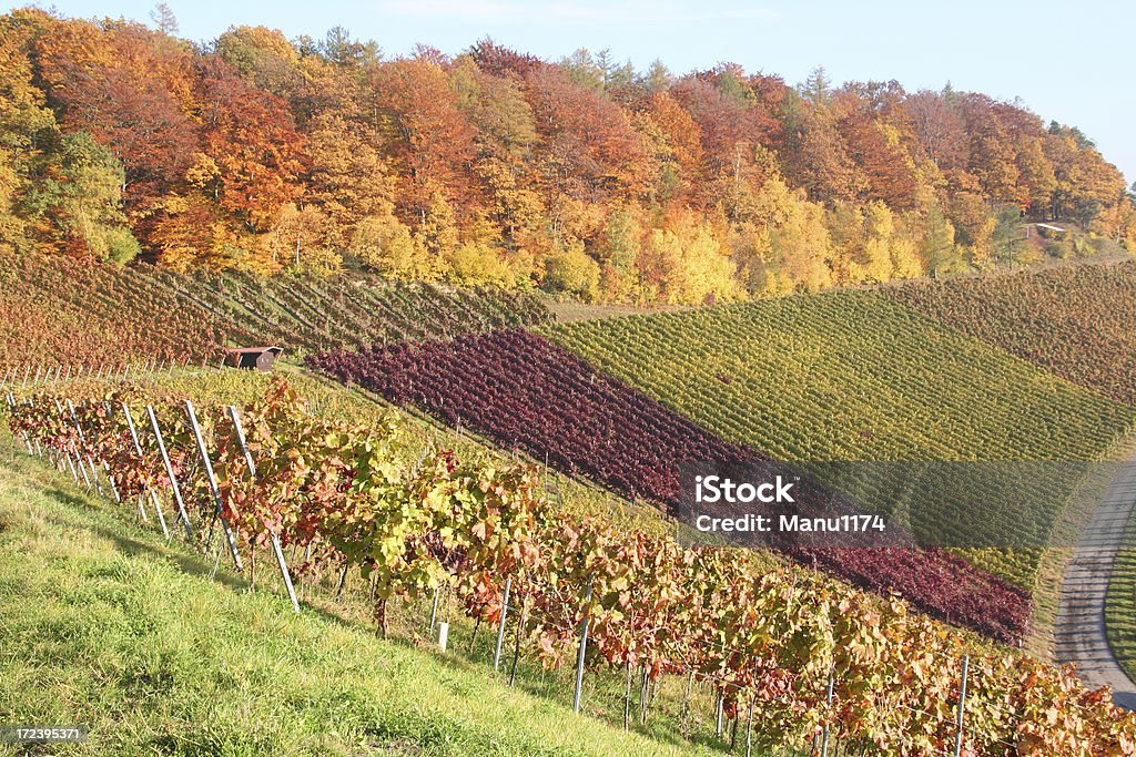 Vigneti autunnali in Germania - Foto stock royalty-free di Agricoltura