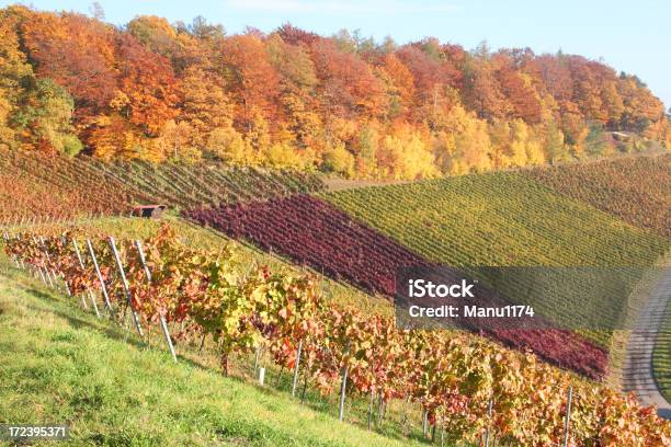 Vigneti Autunnali In Germania - Fotografie stock e altre immagini di Agricoltura - Agricoltura, Albero, Armonia