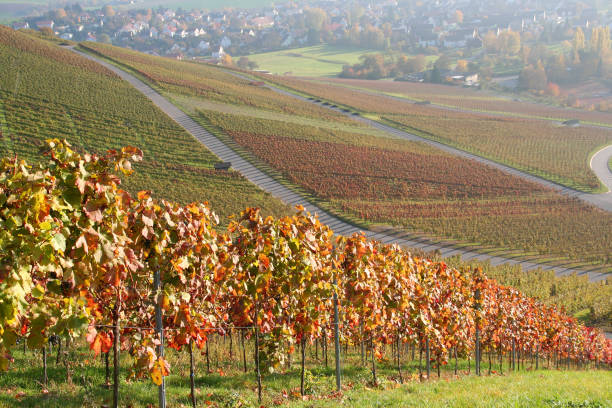 istock autumn vineyards in germany 172395381