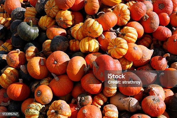 Colección De Coloridos Gourds Foto de stock y más banco de imágenes de Abundancia - Abundancia, Aire libre, Alimento
