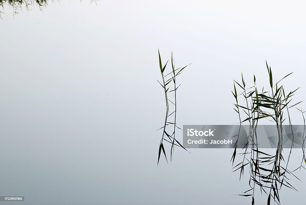 Schilf im Wasser - Lizenzfrei Am Rand Stock-Foto