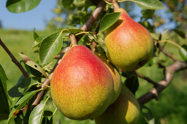 Pears stock photo