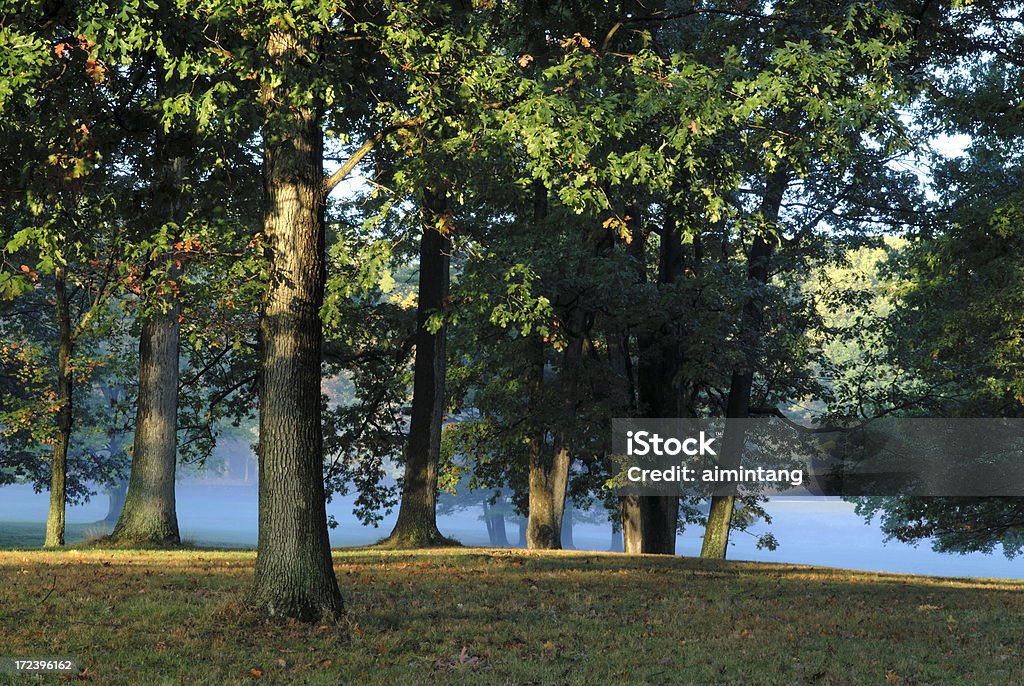 El primer semáforo en Oak Tree - Foto de stock de Boscaje libre de derechos