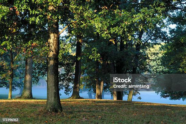 El Primer Semáforo En Oak Tree Foto de stock y más banco de imágenes de Boscaje - Boscaje, Bosque, Escena no urbana