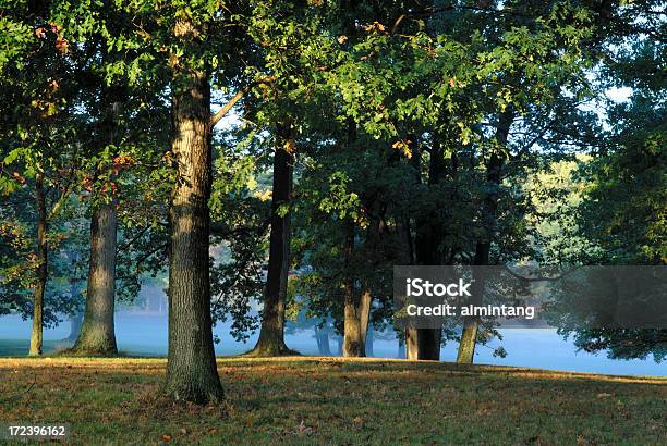 첫 빛을 오크 나무 0명에 대한 스톡 사진 및 기타 이미지 - 0명, 가을, 계절
