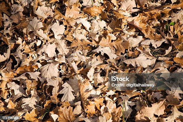 Folhas De Outono - Fotografias de stock e mais imagens de Abstrato - Abstrato, Arte, Arte, Cultura e Espetáculo