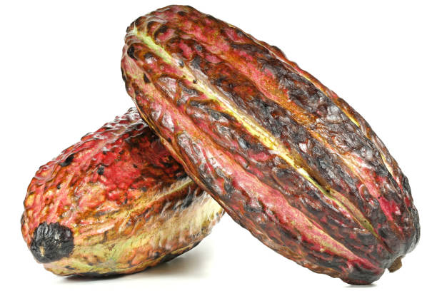 istock cacao fruits 1723962510