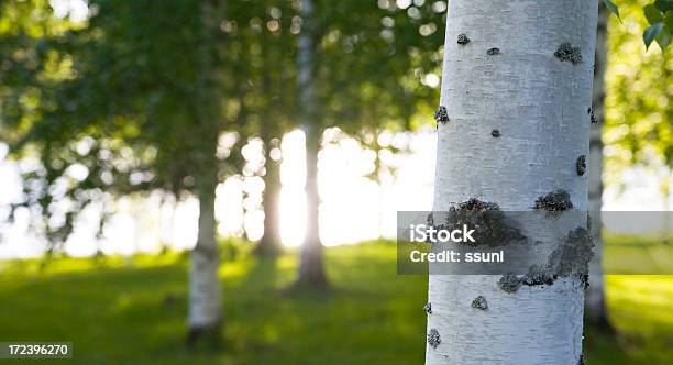 Lato Słońce - zdjęcia stockowe i więcej obrazów Brzoza - Brzoza, Lato, Drzewo