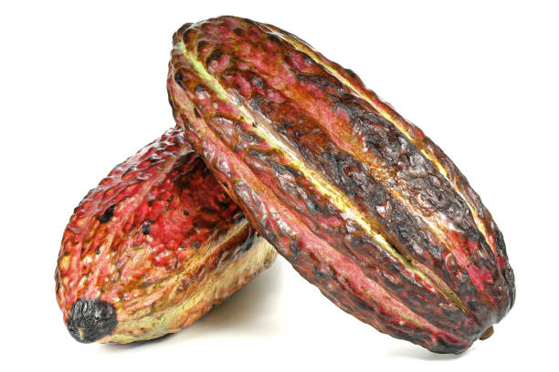 istock cacao fruits 1723963056