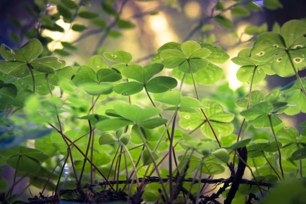 clover w lesie - tree growth sequoia rainforest zdjęcia i obrazy z banku zdjęć