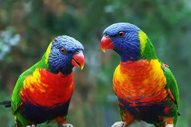 "Royalty-free close-up of two colorful Rainbow Lorikeets. Looks like they're having a conversation.Please note: this is an old picture, shot with a Minolta DiMAGE. I downsized it to an acceptalbe quality. Still, I ask you to check the image at 100% before purchasing. Thanks!"