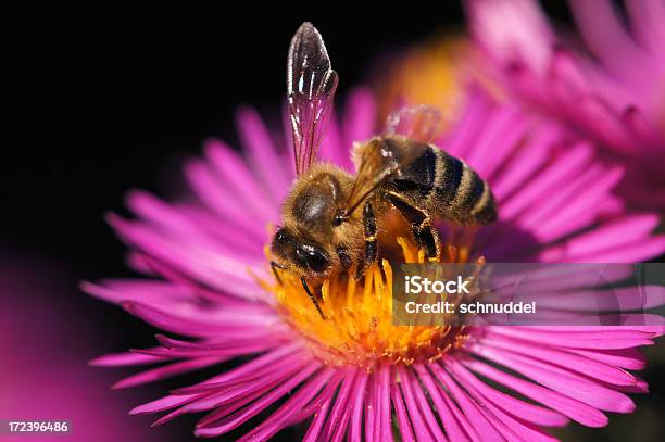 Foto de Abelha Na Flor Michaelmas e mais fotos de stock de Abelha - Abelha, Alimentar, Animal