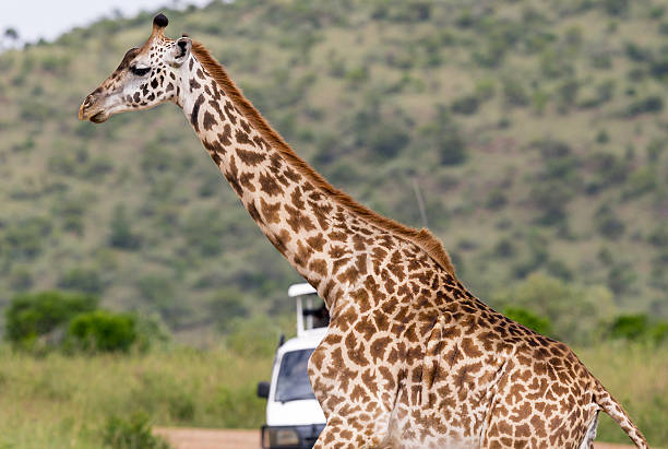 istock Giraffe with safari car 172396510