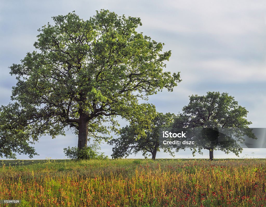 Texas prato di alberi di quercia e fiori di campo a - Foto stock royalty-free di Texas