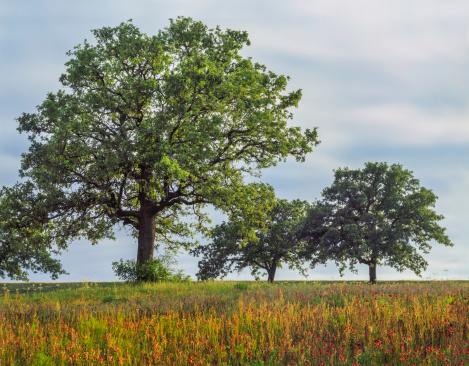 Texas meadow of oak trees and multicolored wildflowers