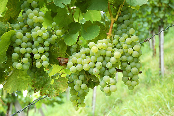 Vigneti verde - foto stock