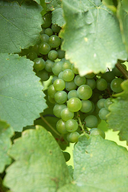 Oculto verde uvas - foto de acervo