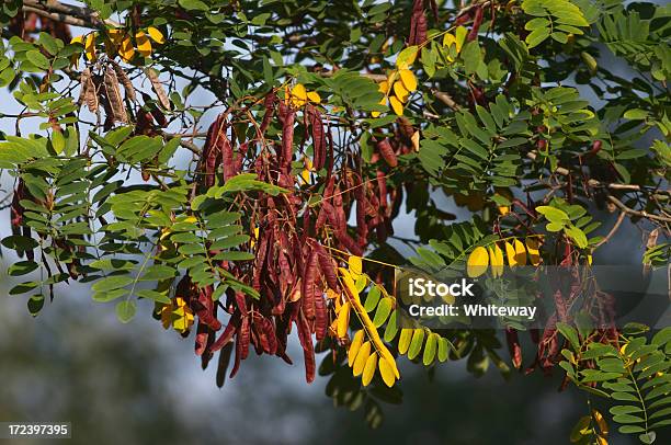 뽀샤시 색상 On 허니 풀무치 트리 수엽나무에 대한 스톡 사진 및 기타 이미지 - 수엽나무, 0명, 꼬투리