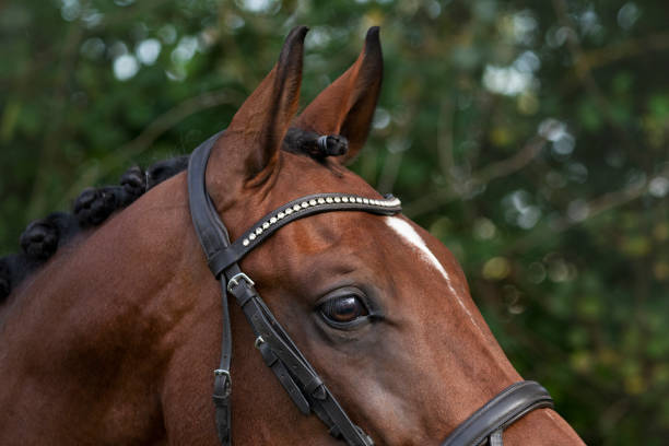 istock Horse head, eye, ears detail 1723974463