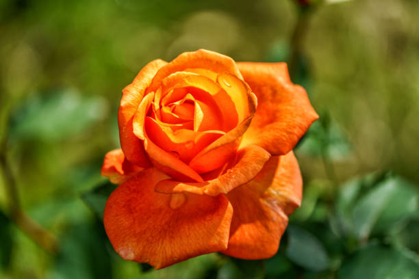 Blooming orange rose flower in a garden,close up