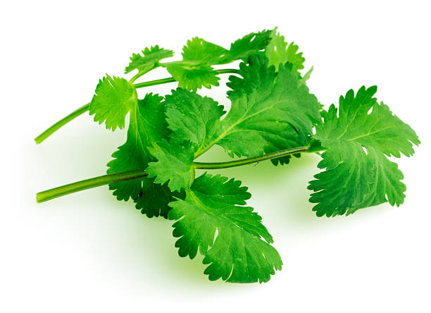 istock Cilantro Leaves,  Herb Vegetable Sprigs Isolated on White Background 172397564