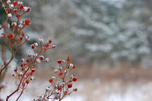 Orange rosehip on a branch in the snow, Kharkiv, Ukraine