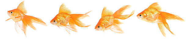 una carpa dorada - goldfish fish swimming four animals fotografías e imágenes de stock