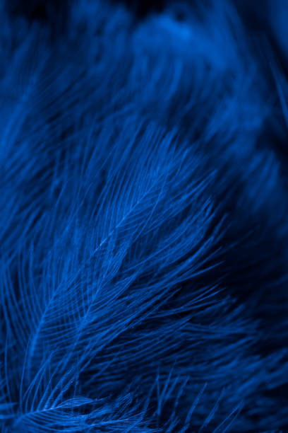 istock feather pigeon macro photo. texture or background 1723977699