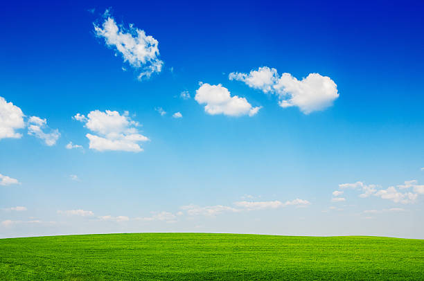 istock Field of green fresh grass under blue sky 172397901