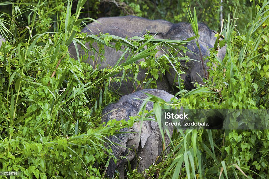 Pigmeu Elefantes Selvagens de família na selva, Bornéu - Foto de stock de Animais em Extinção royalty-free