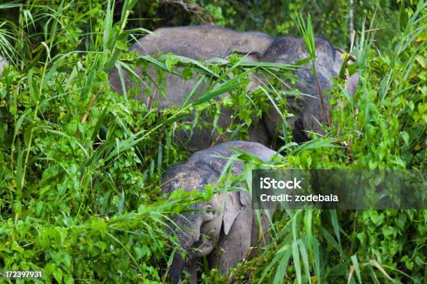 Foto de Pigmeu Elefantes Selvagens De Família Na Selva Bornéu e mais fotos de stock de Animais em Extinção