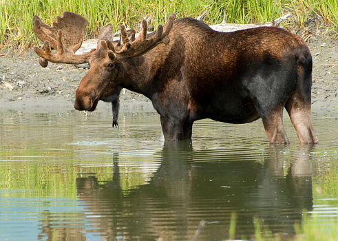 Bull moose in the wild in Alaska standing in a pond looking toward the camera.