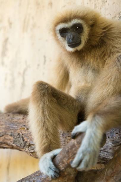 istock Gibbon perched in the branches of a large tree, its face illuminated by the warm sunlight 1723980614