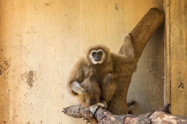 istock Gibbon perched in the branches of a large tree, its face illuminated by the warm sunlight 1723980625