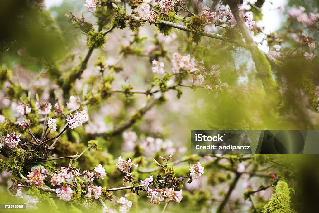 Primavera de árbol de flor abriéndose - Foto de stock de Aire libre libre de derechos