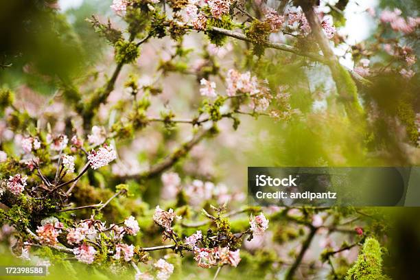 Primavera De Árbol De Flor Abriéndose Foto de stock y más banco de imágenes de Aire libre - Aire libre, Belleza de la naturaleza, Color - Tipo de imagen