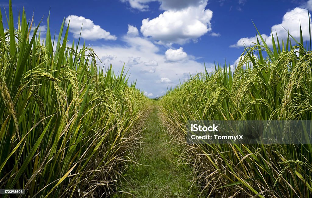 Campo de arroz glutinoso 4 - Foto de stock de Agricultura royalty-free