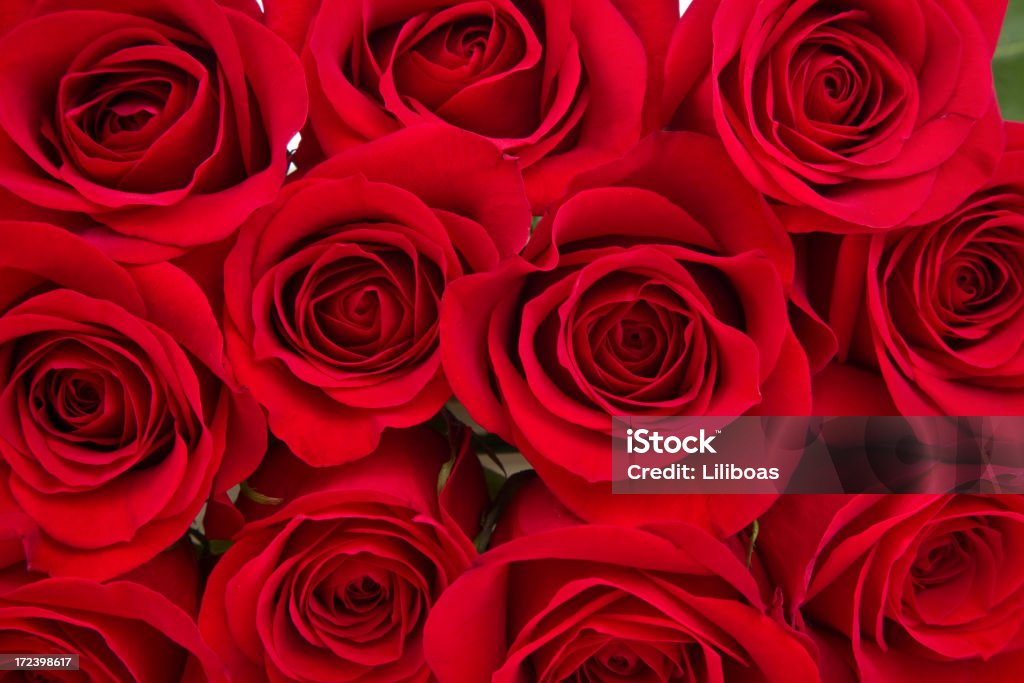 Red Roses (XXL - Royalty-free Rosa - Flor Foto de stock