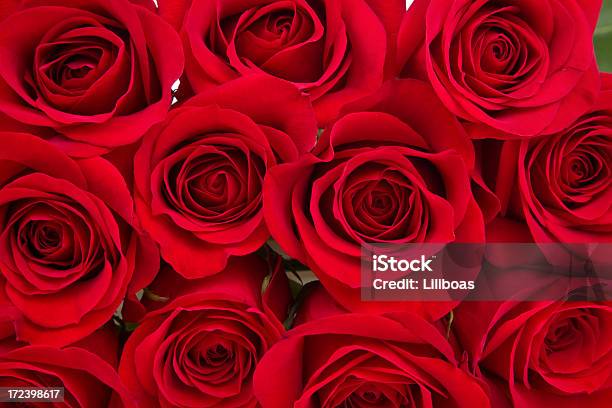 Red Roses Xxl - Fotografias de stock e mais imagens de Rosa - Flor - Rosa - Flor, Vermelho, Abundância