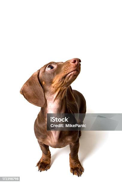 Mini Dashund Stock Photo - Download Image Now - Animal, Begging - Animal Behavior, Brown