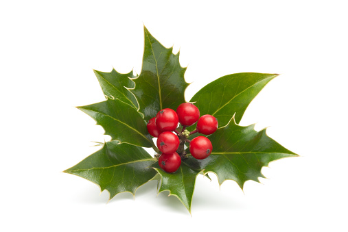 Closeup of colorful holly called Silver Queen with red berries in public park and garden in Luxembourg city in Luxenbourg