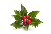 istock Close-up of vividly colored holly isolated in white 172398886